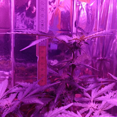Diesel Auto growlog timeline photo