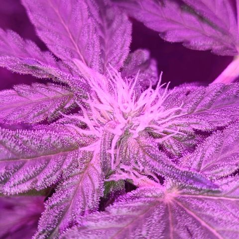 Diesel Auto growlog timeline photo