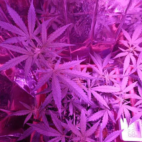 Auto White Widow growlog timeline photo