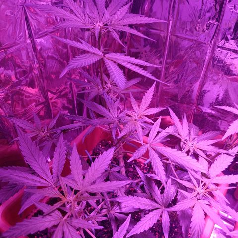 Auto White Widow growlog timeline photo