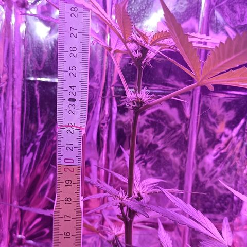 Auto White Widow growlog timeline photo