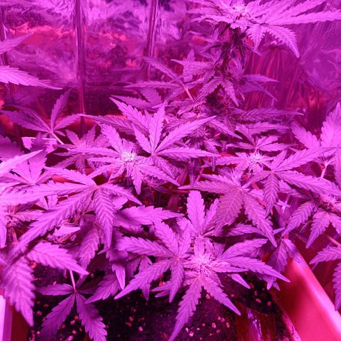 Diesel Auto growlog timeline photo