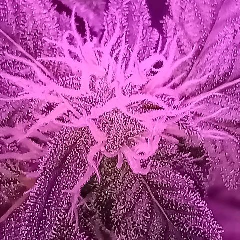 Diesel Auto growlog timeline photo
