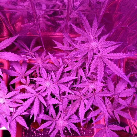 Diesel Auto growlog timeline photo