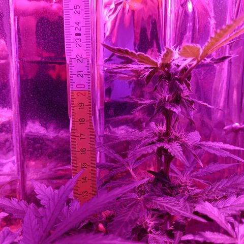 Diesel Auto growlog timeline photo