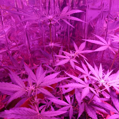 Auto White Widow growlog timeline photo