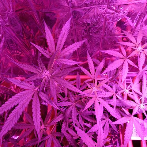 Auto White Widow growlog timeline photo