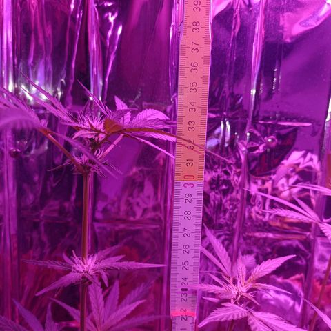 Auto White Widow growlog timeline photo