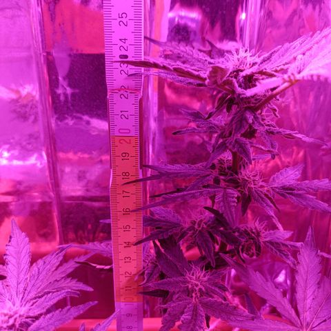 Diesel Auto growlog timeline photo