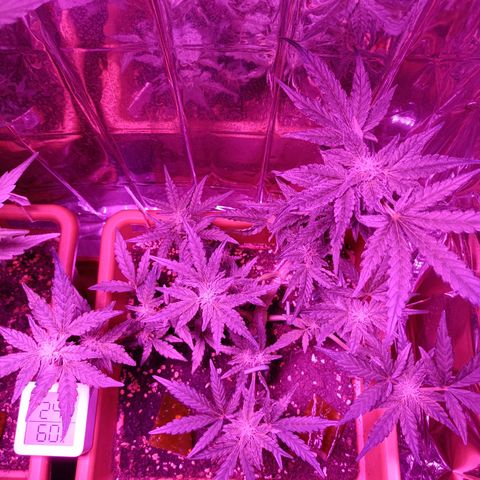 Diesel Auto growlog timeline photo