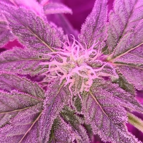 Diesel Auto growlog timeline photo