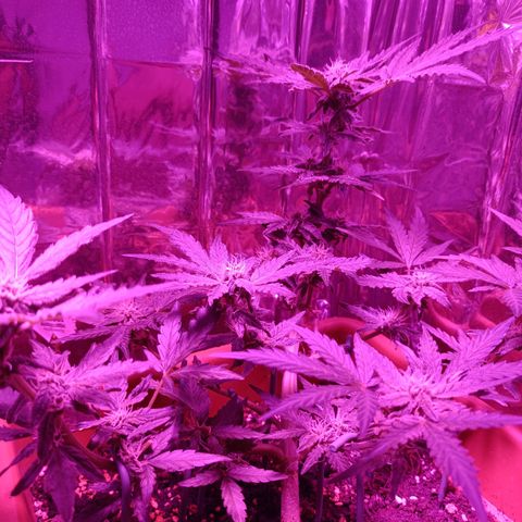 Diesel Auto growlog timeline photo