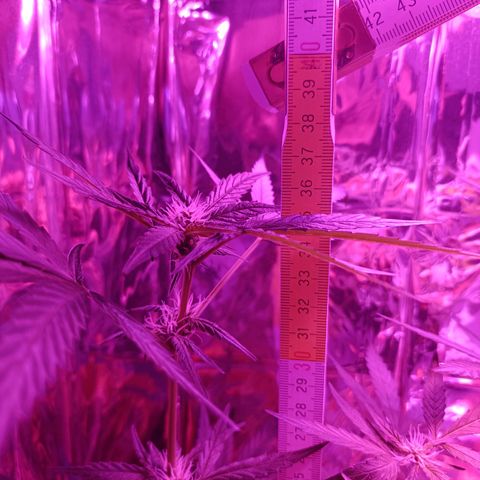Auto White Widow growlog timeline photo