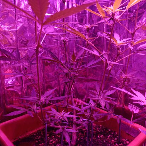 Auto White Widow growlog timeline photo