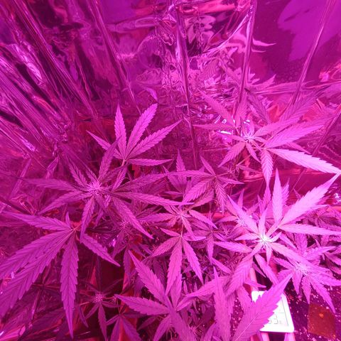 Auto White Widow growlog timeline photo