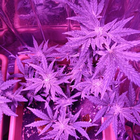 Diesel Auto growlog timeline photo