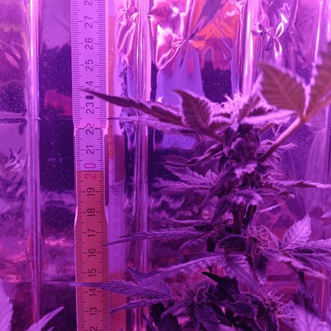 Diesel Auto growlog timeline photo