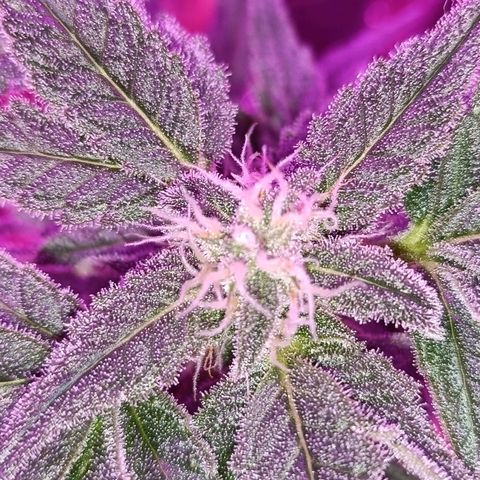 Diesel Auto growlog timeline photo