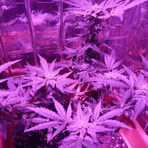 Diesel Auto growlog timeline photo