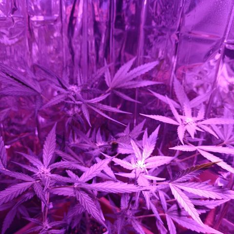 Auto White Widow growlog timeline photo