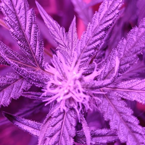 Auto White Widow growlog timeline photo