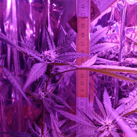 Auto White Widow growlog timeline photo