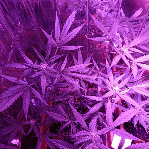 Auto White Widow growlog timeline photo