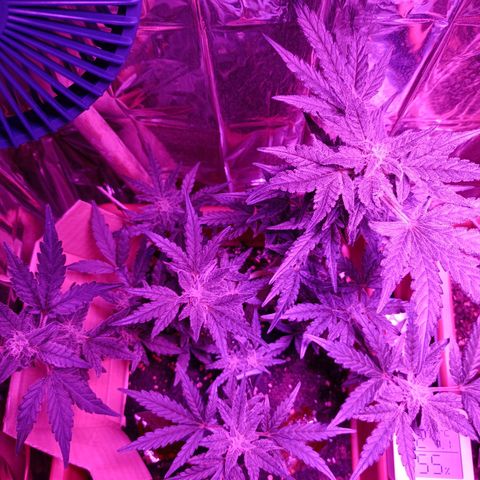 Diesel Auto growlog timeline photo