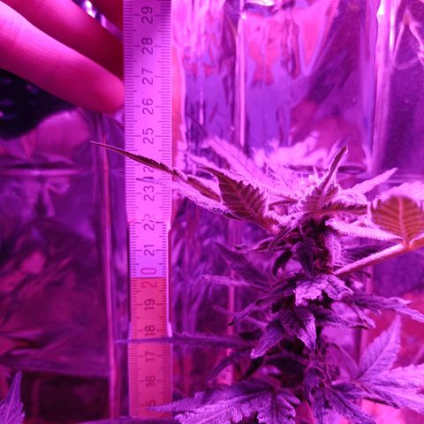 Diesel Auto growlog timeline photo