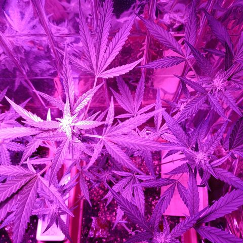 Auto White Widow growlog timeline photo