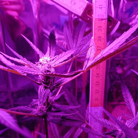 Auto White Widow growlog timeline photo