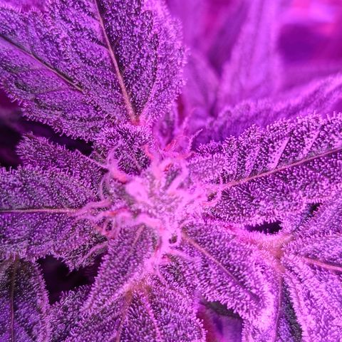 Diesel Auto growlog timeline photo