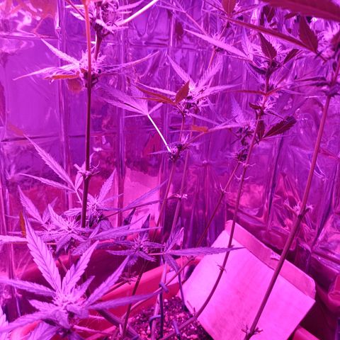 Auto White Widow growlog timeline photo