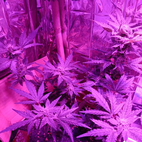Diesel Auto growlog timeline photo