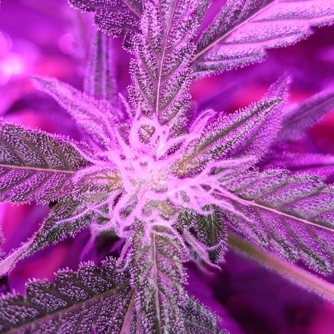 Auto White Widow growlog timeline photo