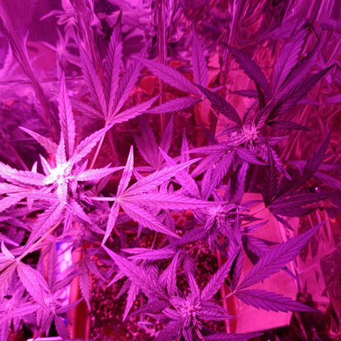 Auto White Widow growlog timeline photo
