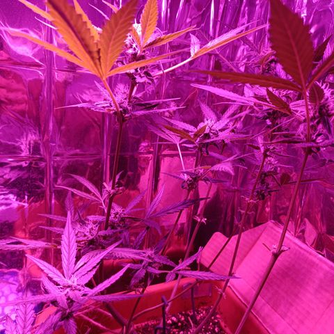 Auto White Widow growlog timeline photo