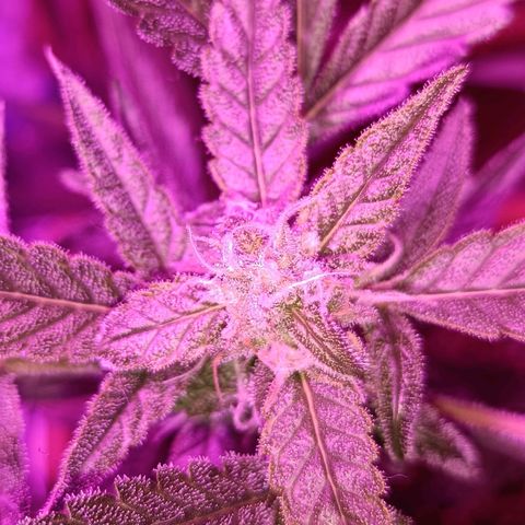 Auto White Widow growlog timeline photo