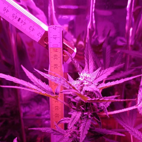 Auto White Widow growlog timeline photo