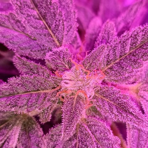 Diesel Auto growlog timeline photo