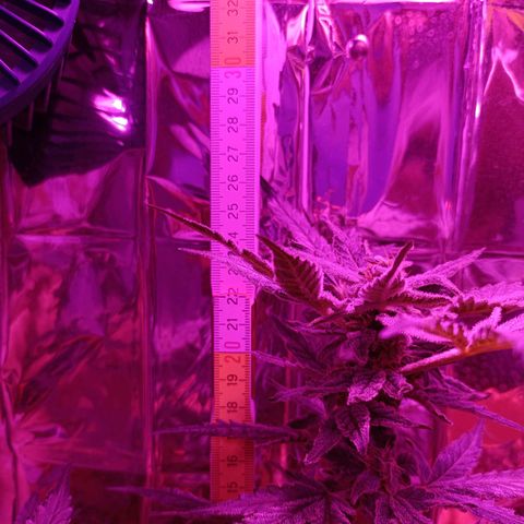 Diesel Auto growlog timeline photo