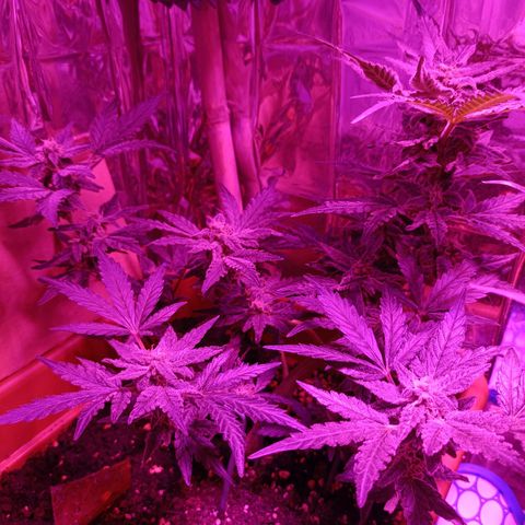 Diesel Auto growlog timeline photo
