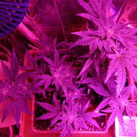 Diesel Auto growlog timeline photo