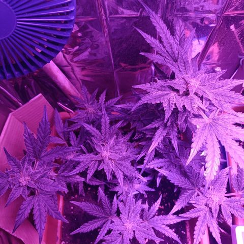 Diesel Auto growlog timeline photo