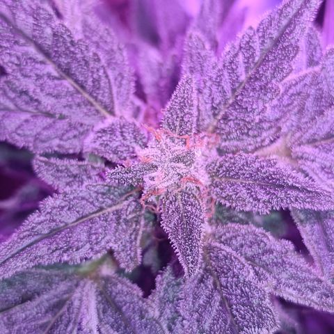Diesel Auto growlog timeline photo