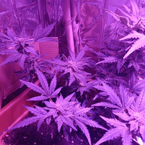 Diesel Auto growlog timeline photo
