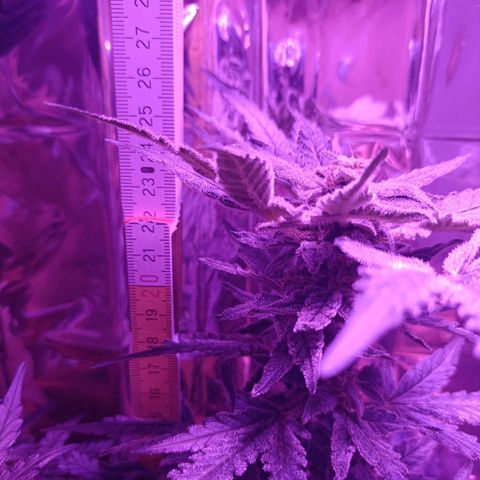 Diesel Auto growlog timeline photo