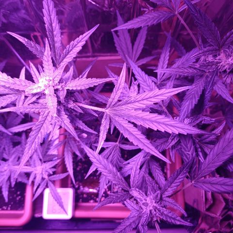 Auto White Widow growlog timeline photo