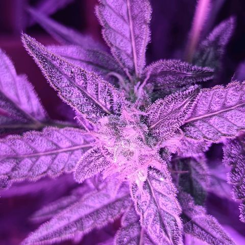 Auto White Widow growlog timeline photo