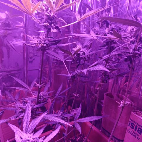 Auto White Widow growlog timeline photo